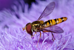 Hoverfly