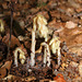 Monotropa hypopitys- Monotrope sucepin- Ericacées