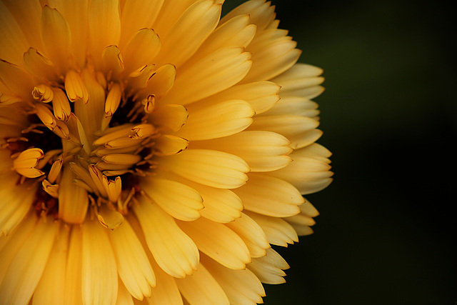 Patio Life: Yellowness