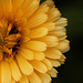 Patio Life: Yellowness