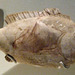 Egyptian Ointment Jar in the Shape of a Fish in the Metropolitan Museum of Art, May 2011