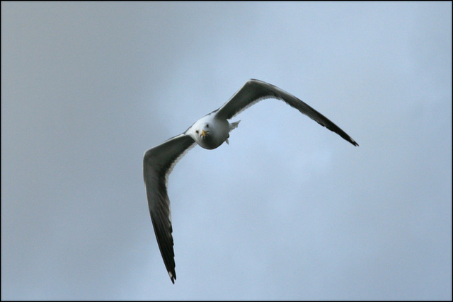 gull-wing