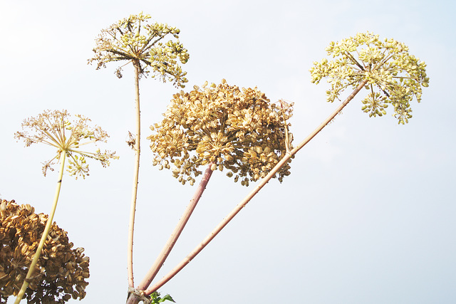 Heracleum sphondylium