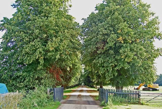 16. Park Farm, Henham, Suffolk. Lime Avenue looking East