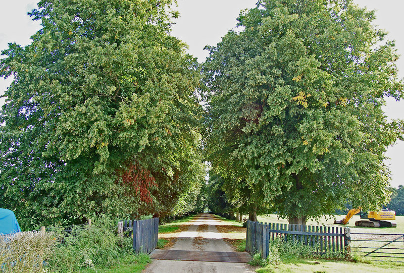 16. Park Farm, Henham, Suffolk. Lime Avenue looking East