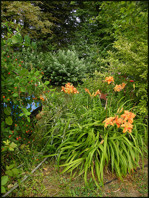 canalside lilies