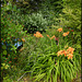 canalside lilies