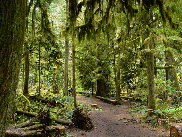 path in Cathedral Grove