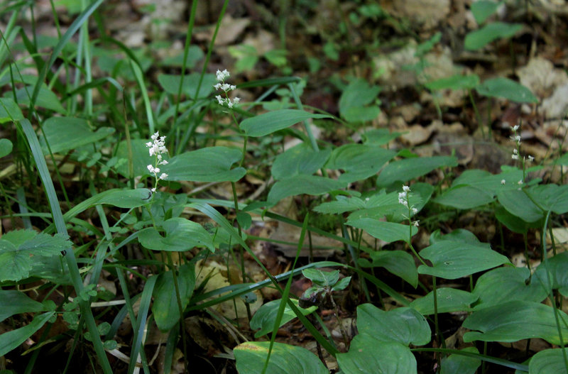 Maïanthemum bifolium