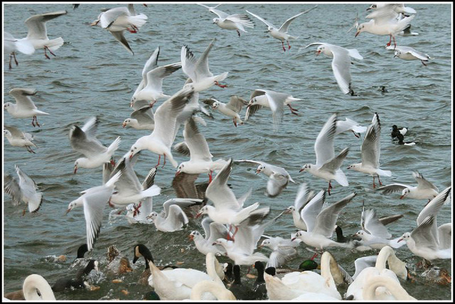 feeding frenzy