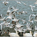 feeding frenzy