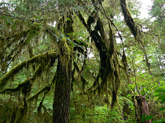 Tofino rainforest