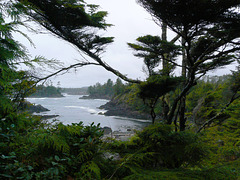 Ucluelet pines