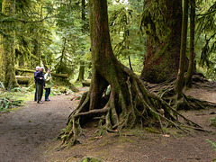 trees & family