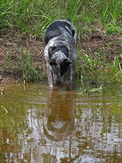 Beautiful reflection Flicka 30-7-13