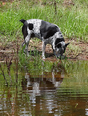 Flicka and the pond 30-7-13