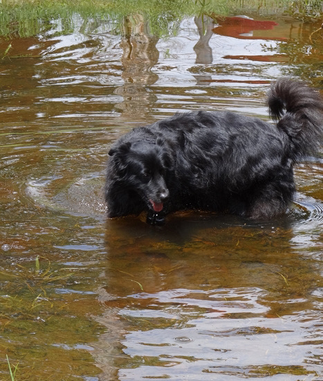 Lucas and the pond 30-7-13