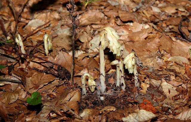 Monotropa hypopitys- Monotrope sucepin- Ericacées-002