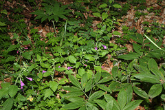 Sous-bois à Calamintha grandifolia et Dentaires