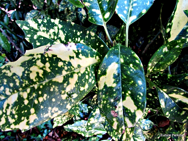 Spotted Leaves