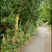 doomed trees on the canal path