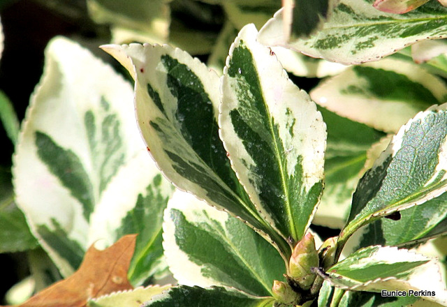 Leaves and buds