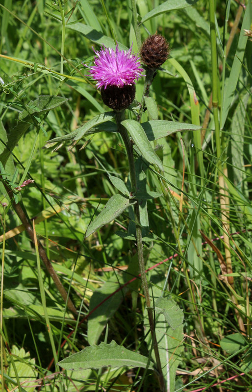 Centaurea nigra