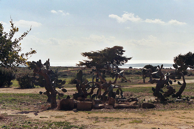 Cacti Near Temple E at Selinunte, 2005