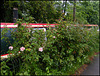 houseboat roses