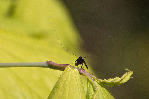 20110429 1399RAw [D~LIP] Langhornmotte (Adela reaumurella), Bad Salzuflen