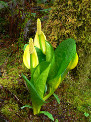 skunk cabbage