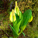 skunk cabbage