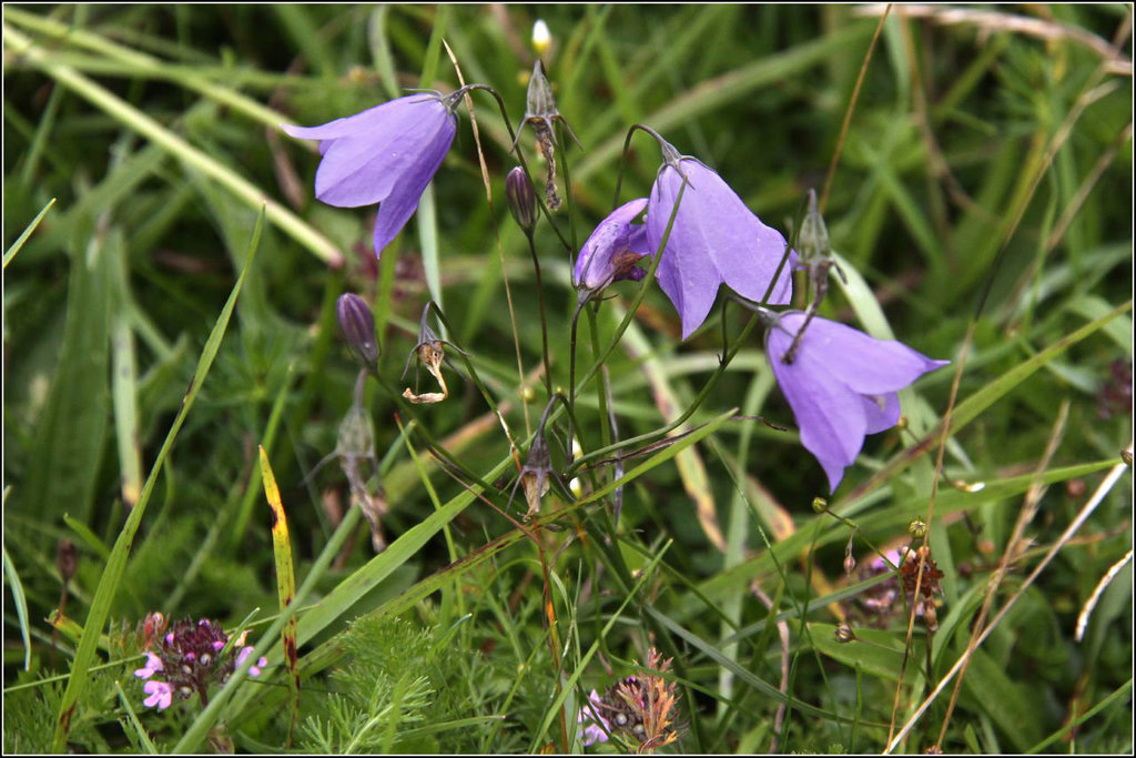 Harebells