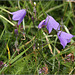 Harebells