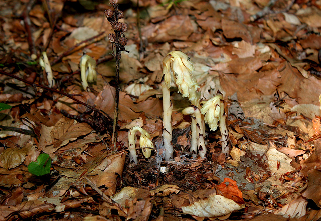 Monotropa hypopitys- Monotrope sucepin- Ericacées-003