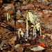 Monotropa hypopitys- Monotrope sucepin- Ericacées-003