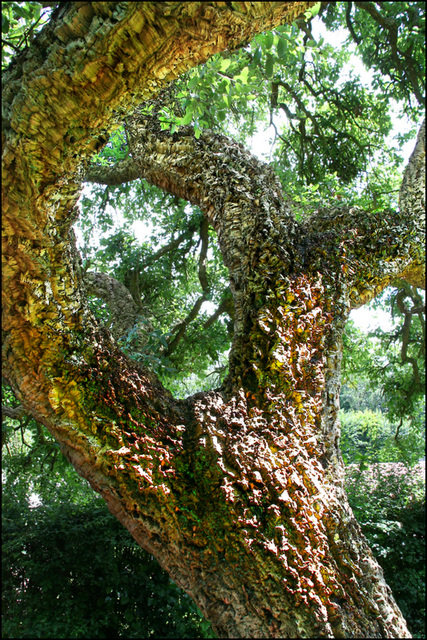 cork tree