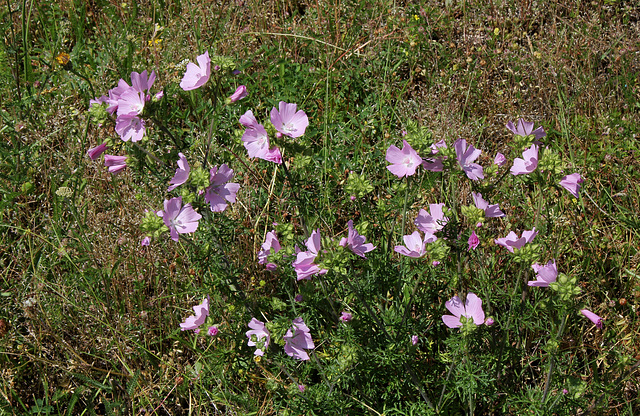 Malva moschata