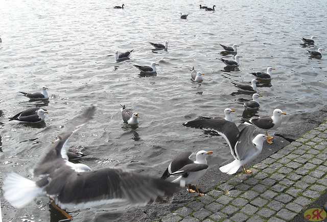 2013-07-23 42 UK Rejkjaviko