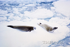 Crabeater Seals