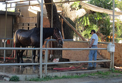 Burbank LA River Circle K stables (3696)