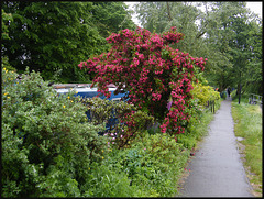 garden at Hythe Bridge Moorings