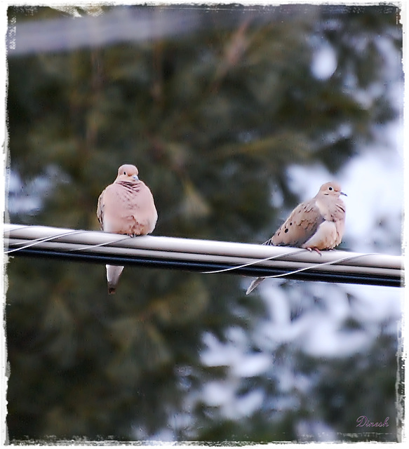 Mourning Dove