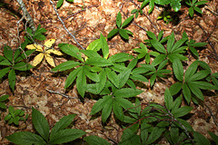 Cardamine heptaphylla - Dentaire pennée