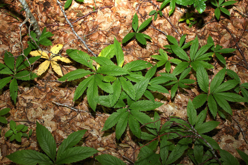Cardamine heptaphylla - Dentaire pennée