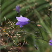 Campanula rotundifolia