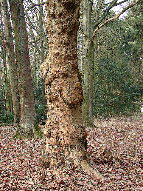 20080228 005DSCw [D~LIP] Baum, Landschaftsgarten, Bad Salzuflen