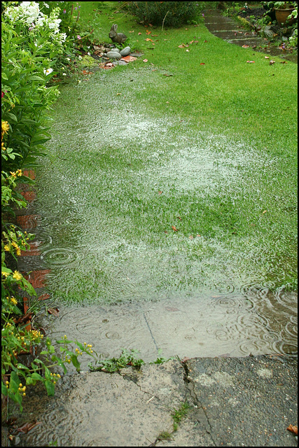 a wet lawn!