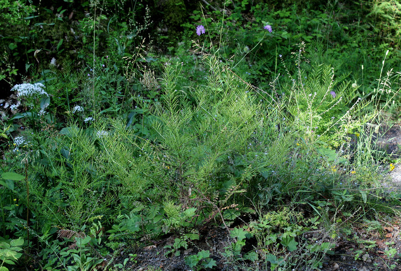 Cardamine impatiens