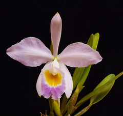 Cattleya wallisii (Linden) Rollison, Cat. (Rollisson) 1875-1876: 11 (1875).